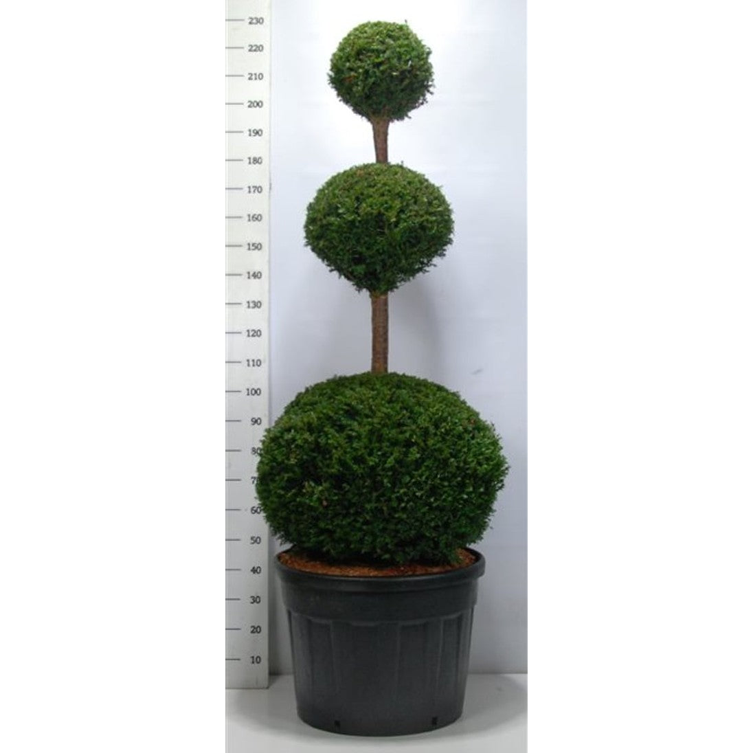 Idegran – Taxus baccata - C130 150-175 cm. Triobol